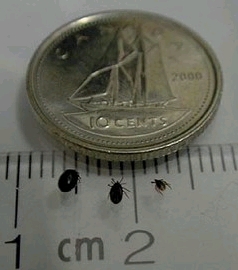 Beware of Lyme disease - Three nymphs of the blacklegged tick